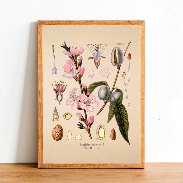 Vintage Almond Print, Antique Botanical Posters, Flower Prints, A4 A3 A2 Poster, Home Decor, Wall Art, Green Leaf, Amygdalus Communis