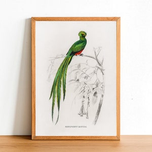 Quetzal resplendissant, estampes d’oiseaux vintage, affiches anciennes, illustration de la faune par Charles D’Orbigny, décoration intérieure, art mural