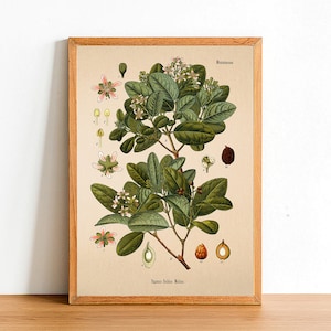 Vintage Boldo Print, Antique Botanical Posters, Flower Prints, A4 A3 A2 Poster, Home Decor, Wall Art, Green Leaf, Peumus Boldus