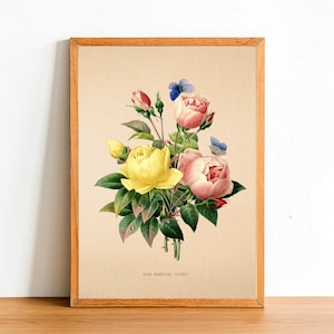 Lámina vintage de rosa errante, pósteres de flores antiguas, láminas botánicas, póster A4/A3, decoración del hogar, arte mural, hoja verde - Rosa 'Lutea'