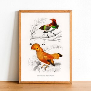 Paradise Bird and Rupicola, Vintage Birds Prints, Antique Posters, Fauna Illustration by Charles D&#39;Orbigny, Home Decor, Wall Art