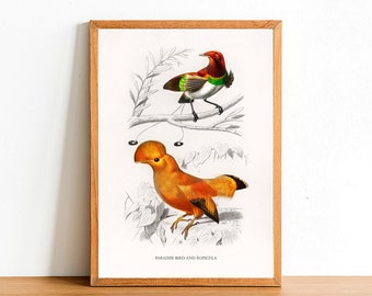 Paradise Bird and Rupicola, Vintage Birds Prints, Antique Posters, Fauna Illustration by Charles D'Orbigny, Home Decor, Wall Art