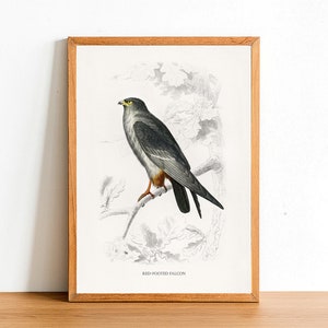 Sokół czerwononogi, Vintage Birds Prints, Antique Posters, Fauna Illustration by Charles D&#39;Orbigny, Home Decor, Wall Art