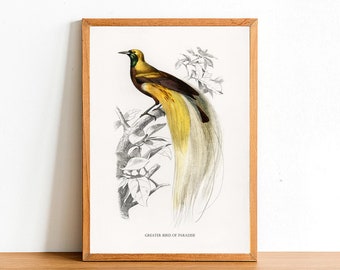 Greater Bird of Paradise, Vintage Birds Prints, Antique Posters, Fauna Illustration by Charles D'Orbigny, Home Decor, Wall Art