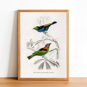 Red-necked and Paradise Tanager, Vintage Birds Prints, Antique Posters, Fauna Illustration by Charles D&#39;Orbigny, Home Decor, Wall Art