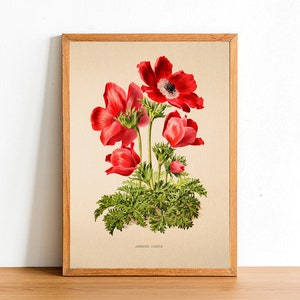 Vintage Anemone Simple Flower Print, Antique Flower Posters, Botanical Prints, A4 A3 A2 Poster, Home Decor, Wall Art, Green Leaf