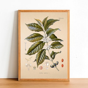 Vintage Kaffee Arabica Poster, Antike Botanische Poster, Blumen Drucke, A4 A3 A2 Poster, Wohnkultur, Wandkunst, Grünes Blatt