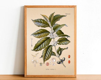 Vintage Coffee Arabica Print, Antique Botanical Posters, Flower Prints, A4 A3 A2 Poster, Home Decor, Wall Art, Green Leaf
