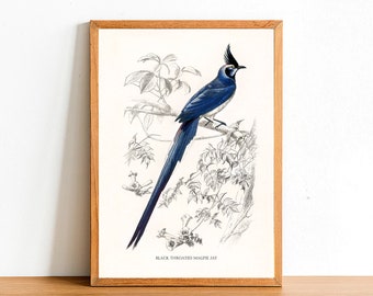 Black Throated Magpie Jay, Vintage Birds Prints, Antique Posters, Fauna Illustration by Charles D'Orbigny, Home Decor, Wall Art