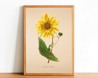 Vintage Purpledisc Sunflower Print, Antique Flower Posters, Botanical Prints, A4 A3 A2 Poster, Home Decor, Wall Art, Green Leaf - Atrorubens