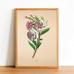 Vintage Gardenia Flower Print, Antique Flower Posters, Botanical Prints, A4 A3 A2 Poster, Home Decor, Wall Art, Green Leaf
