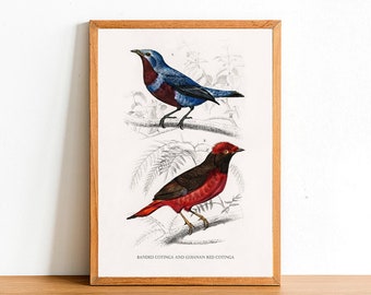 Banded Cotinga and Guianan Red Cotinga, Vintage Birds Prints, Antique Posters, Fauna Illustration by Charles D'Orbigny, Home Decor, Wall Art