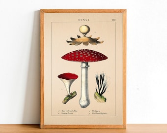 Vintage Red Mushroom Print, Antique Botanical Posters, Flower Prints, A4 A3 A2 Poster, Home Decor, Wall Art, Green Leaf