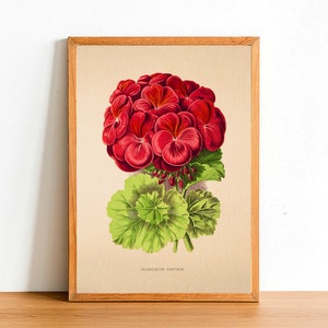 Può includere: Un'illustrazione botanica vintage di un fiore di geranio rosso con foglie verdi. L'immagine è incorniciata e include il testo "Pelargonium Hortorum".