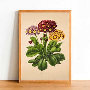 Impressão de flor de orelha de urso vintage, pôsteres de flores antigas, impressões botânicas, pôster A4 A3, decoração de casa, arte de parede, folha verde - Primula Auricula