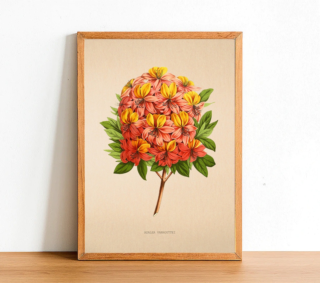 Vintage Azalea Vanhouttei Flower Print, Antique Flower Posters ...