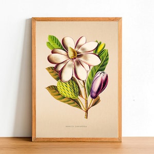 Vintage Magnolia Dodecaptetala Flower Print, Antique Flower Posters, Botanical Prints, A4 A3 A2 Poster, Home Decor, Wall Art, Green Leaf