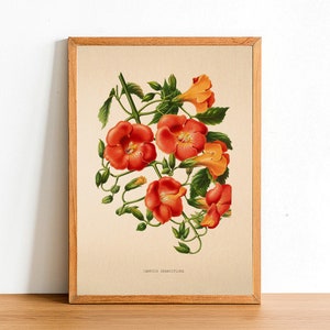 Vintage Campsis Grandiflora Flower Print, Antique Flower Posters, Botanical Prints, A4 A3 A2 Poster, Home Decor, Wall Art, Green Leaf