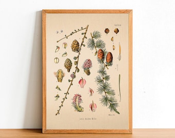 Vintage Larch Print, Antique Botanical Posters, Flower Prints, A4 A3 A2 Poster, Home Decor, Wall Art, Green Leaf, Larix Decidua