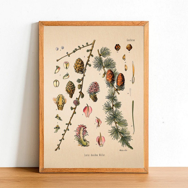 Vintage Larch Print, Antique Botanical Posters, Flower Prints, A4 A3 A2 Poster, Home Decor, Wall Art, Green Leaf, Larix Decidua