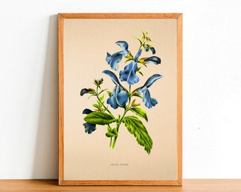 Vintage Gentian Sage Flower Print, Antique Flower Posters, Botanical Prints, A4 A3 A2 Poster, Home Decor, Wall Art, Green Leaf - Salvia