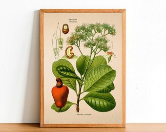 Vintage Cashew Print, Antique Botanical Posters, Flower Prints, A4 A3 A2 Poster, Home Decor, Wall Art, Green Leaf, Anacardium Occidentale