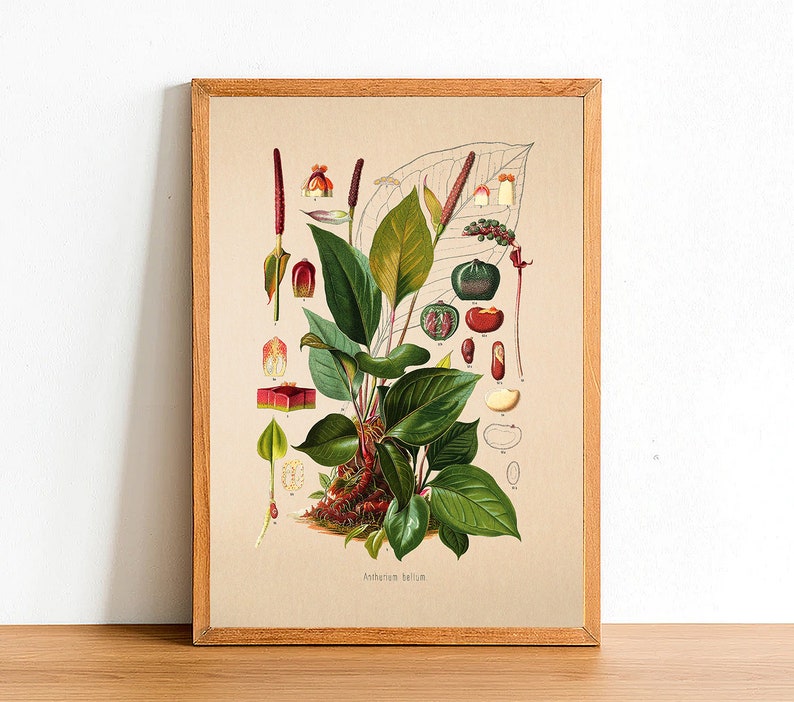 Vintage Anthurium Bellum Print, Antique Botanical Posters, Flower Prints, A4 A3 A2 Poster, Home Decor, Wall Art, Green Leaf image 1