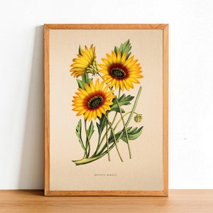 May include: A vintage botanical illustration of Arctotis acaulis, featuring three yellow and orange flowers with dark centres. The flowers are depicted with green stems and leaves against a cream background.