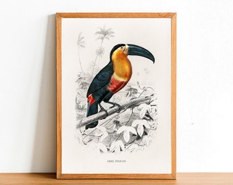 Ariel Toucan, Vintage Birds Prints, Antique Posters, Fauna Illustration by Charles D'Orbigny, Home Decor, Wall Art
