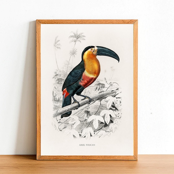 Ariel Toucan, Vintage Birds Prints, Antique Posters, Fauna Illustration by Charles D'Orbigny, Home Decor, Wall Art