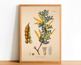 Vintage Senegalia Print, Antique Botanical Posters, Flower Prints, A4 A3 A2 Poster, Home Decor, Wall Art, Green Leaf, Acacia Senegal