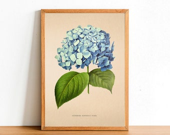 Vintage Hydrangea Hortensia Rosea Flower Print, Antique Flower Posters, Botanical Prints, A4 A3 A2 Poster, Home Decor, Wall Art, Green Leaf
