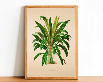 Vintage Anthurium Jilekii Print, Antique Botanical Posters, Flower Prints, A4 A3 A2 Poster, Home Decor, Wall Art, Green Leaf