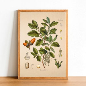 Vintage Cork Oak Print, Antique Botanical Posters, Flower Prints, A4 A3 A2 Poster, Home Decor, Wall Art, Green Leaf, Quercus Suber