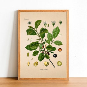 Può includere: Illustrazione botanica incorniciata di una pianta con foglie verdi, bacche rosse e nere e fiori bianchi. La stampa è in una cornice di legno marrone chiaro. Il testo include "Bannaceae" e "Bannus frugi 1".