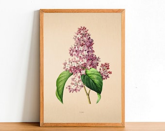 Lámina vintage de flores lilas, pósteres de flores antiguas, láminas botánicas, póster A4, A3, A2, decoración del hogar, arte mural, hojas verdes