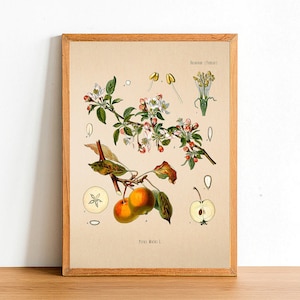 Vintage Paradies Apfel Druck, antike botanische Poster, Blumendrucke, A4 A3 A2 Poster, Wohnkultur, Wandkunst, grünes Blatt, Piros Malus