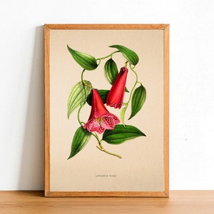 Vintage chileno Bellflower impresión, carteles de flores antiguas, impresiones botánicas, A4 A3 A2 cartel, decoración del hogar, arte de la pared, hoja verde - Lapageria