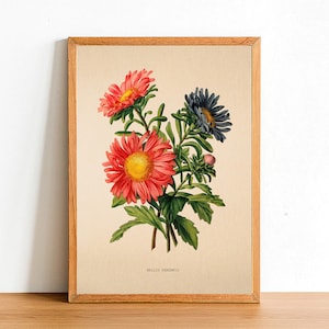 Vintage Daisy Flower Print, Antique Flower Posters, Botanical Prints, A4 A3 A2 Poster, Home Decor, Wall Art, Green Leaf, Bellis Perennis