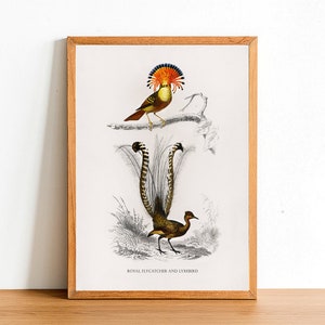 Lyrebird Print 