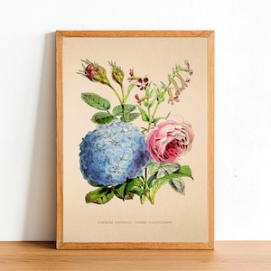 Vintage Hydrangea Hortensia Flower Print, Antique Flower Posters, Botanical Prints, A4 A3 A2 Poster, Home Decor, Wall Art, Green Leaf