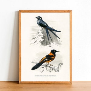 Moustached Cypselus and Oriolus, Vintage Birds Prints, Antique Posters, Fauna Illustration by Charles D&#39;Orbigny, Home Decor, Wall Art