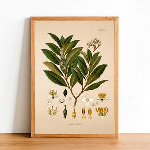 May include: A vintage botanical illustration of a laurel plant with green leaves and white flowers. The illustration is framed in a light brown wood frame. The text "Laurus nobilis L." is printed below the image.