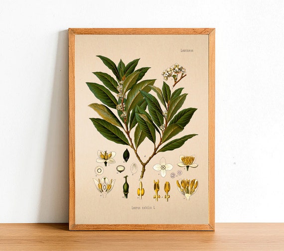 Vintage Bay Tree Print, Antique Botanical Posters, Flower Prints, A4 A3 A2 Poster, Home Decor, Wall Art, Green Leaf, Laurus Nobilis