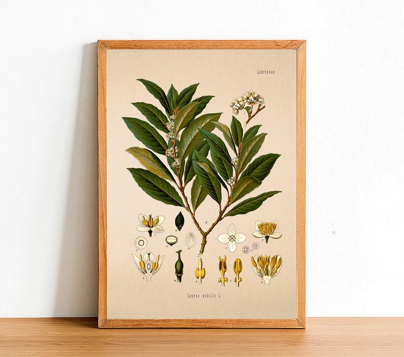 May include: A vintage botanical illustration of a laurel plant with green leaves and white flowers. The illustration is framed in a light brown wood frame. The text "Laurus nobilis L." is printed below the image.