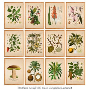 Vintage Pascalia Glauca Flower Print, Antique Flower Posters, Botanical Prints, A4 A3 A2 Poster, Home Decor, Wall Art, Green Leaf image 2