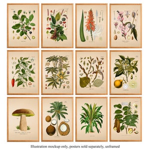 Puede incluir: Conjunto de 10 ilustraciones bot&aacute;nicas con diversas plantas y flores. Las ilustraciones son de estilo vintage con dibujos detallados de las plantas y sus partes. Las ilustraciones est&aacute;n enmarcadas en un marco de madera claro.