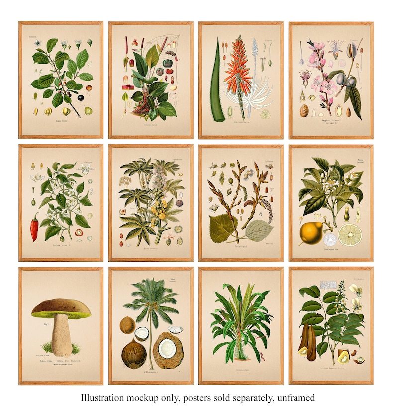 Puede incluir: Conjunto de 10 ilustraciones bot&aacute;nicas con diversas plantas y flores. Las ilustraciones son de estilo vintage con dibujos detallados de las plantas y sus partes. Las ilustraciones est&aacute;n enmarcadas en un marco de madera claro.