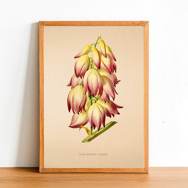 Vintage Yucca Whipplei Flower Print, Antique Flower Posters, Botanical Prints, A4 A3 A2 Poster, Home Decor, Wall Art, Green Leaf