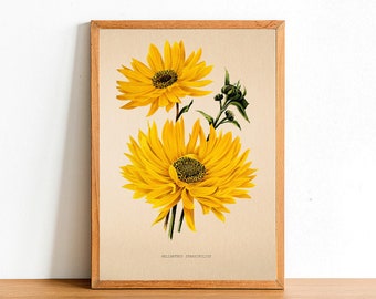 Vintage Hardy Sunflower Print, Antique Flower Posters, Botanical Prints, A4 A3 A2 Poster, Home Decor, Wall Art, Green Leaf - Sparsifolius